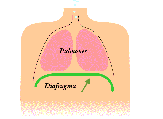 Diaphragmatic breathing