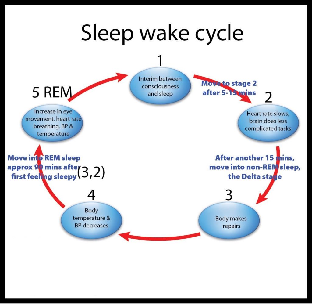 REM NREM Sleep Wake Cycle