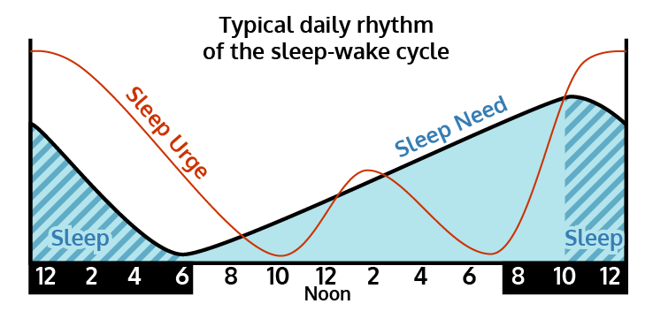 Sleep Wake Cycle